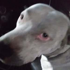 Meet your Posher, Chad